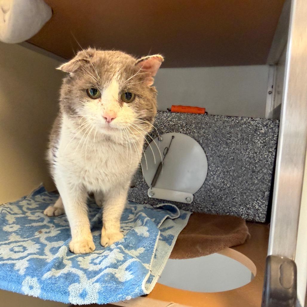 Goliath (working cat) 