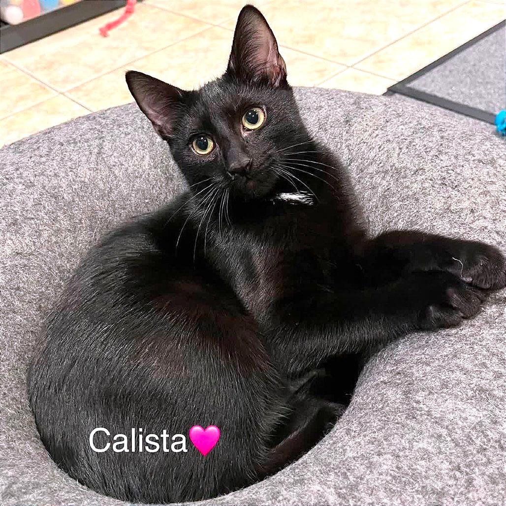 Calista