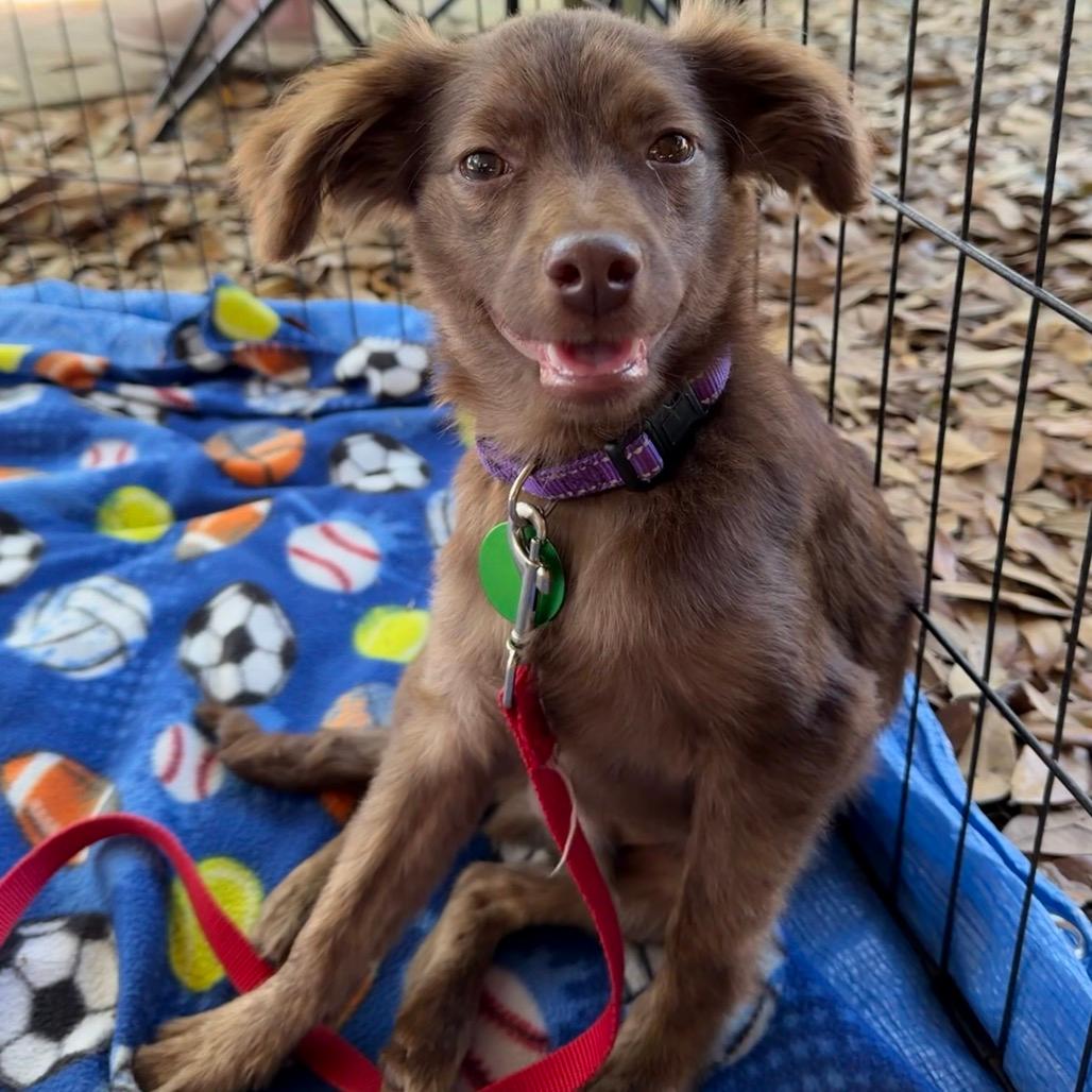 Cadbury (benefactor puppy) 