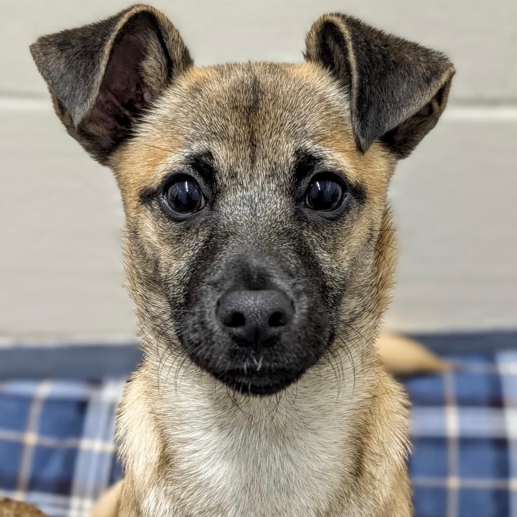 Blake (puppy) - ECAS