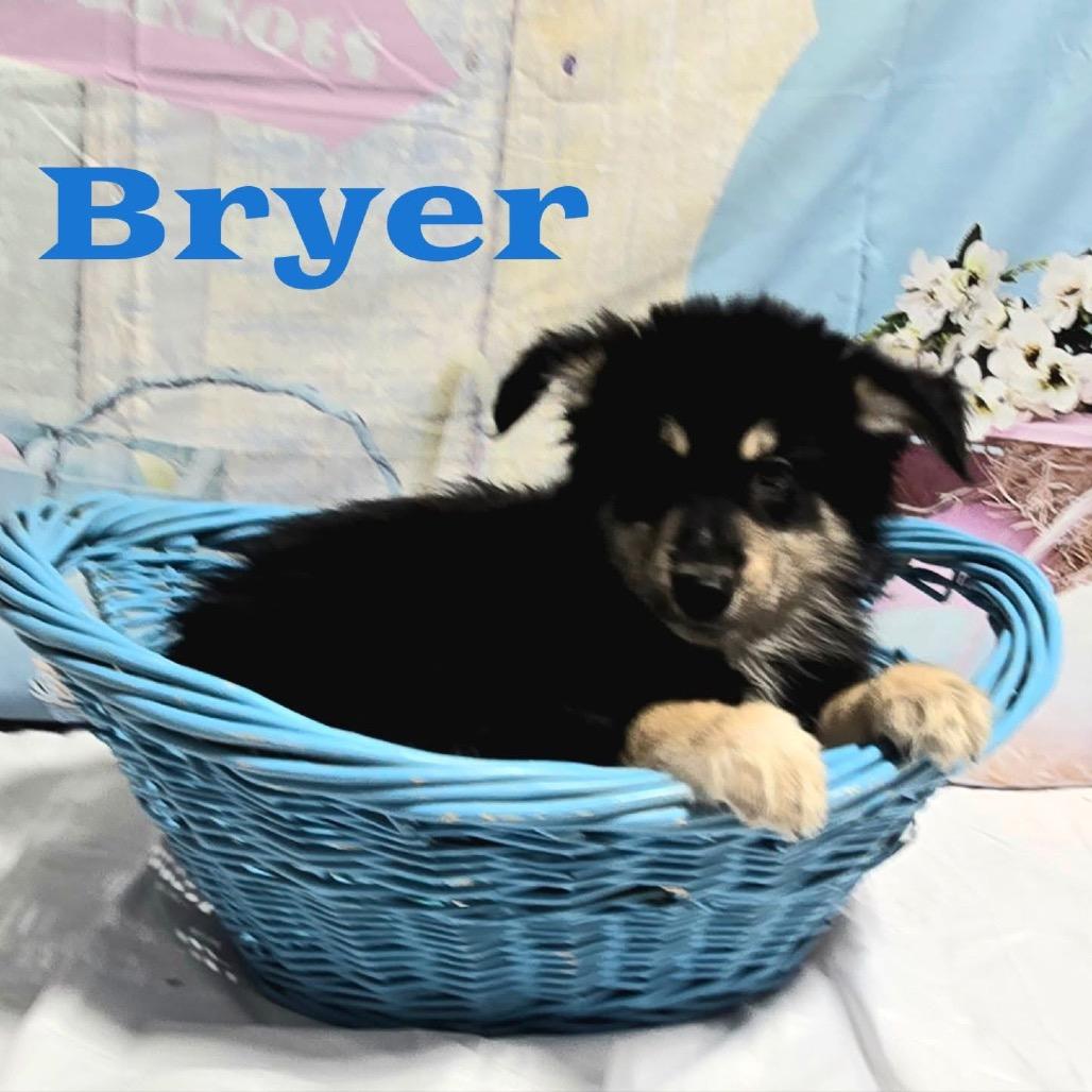 Bryer