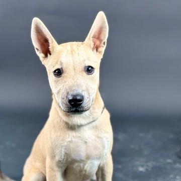 Butterscotch Sprinkles 