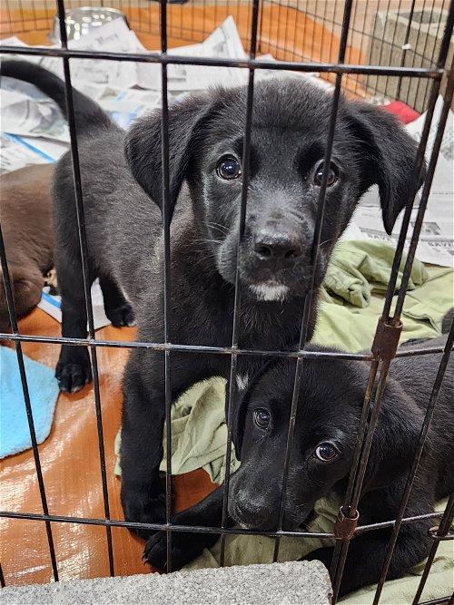 Syracuse, NY Animal Shelters & Rescues