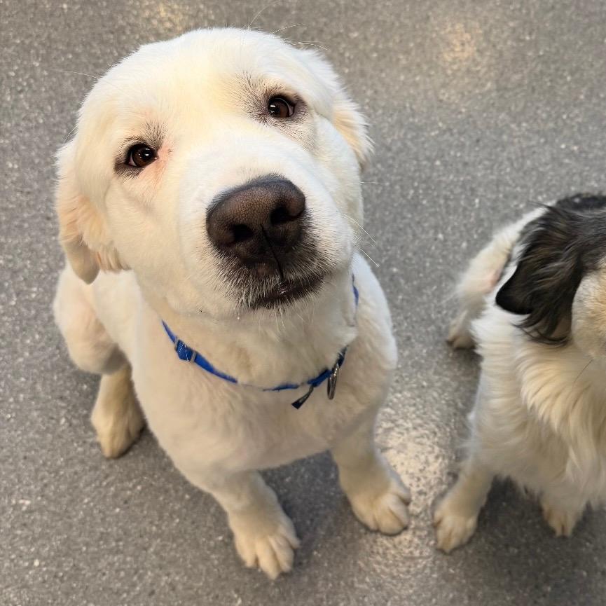 Frank (bonded with Claire)