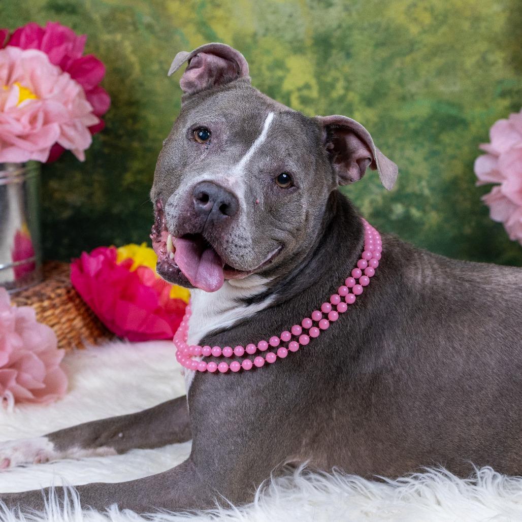 Grayce D10467