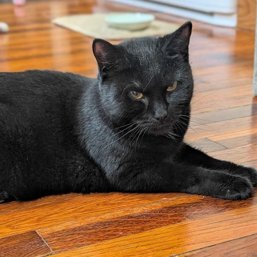 Grapevine *in foster*