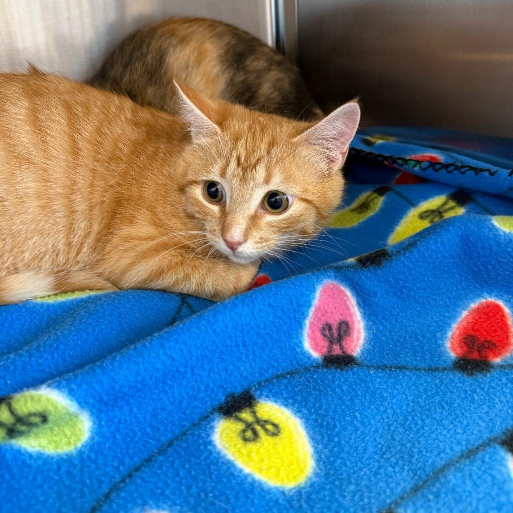 Pumpkin Seed (Little P)