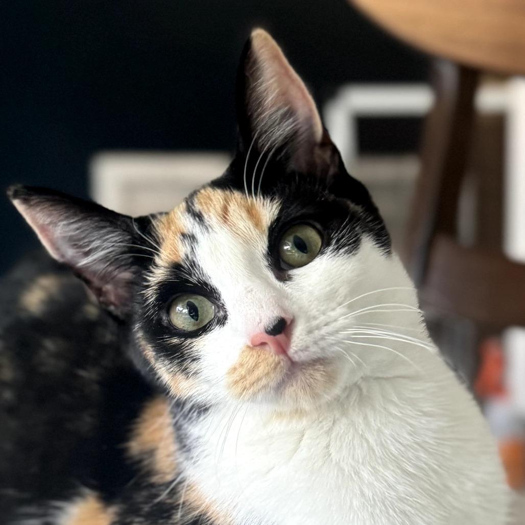 Abby