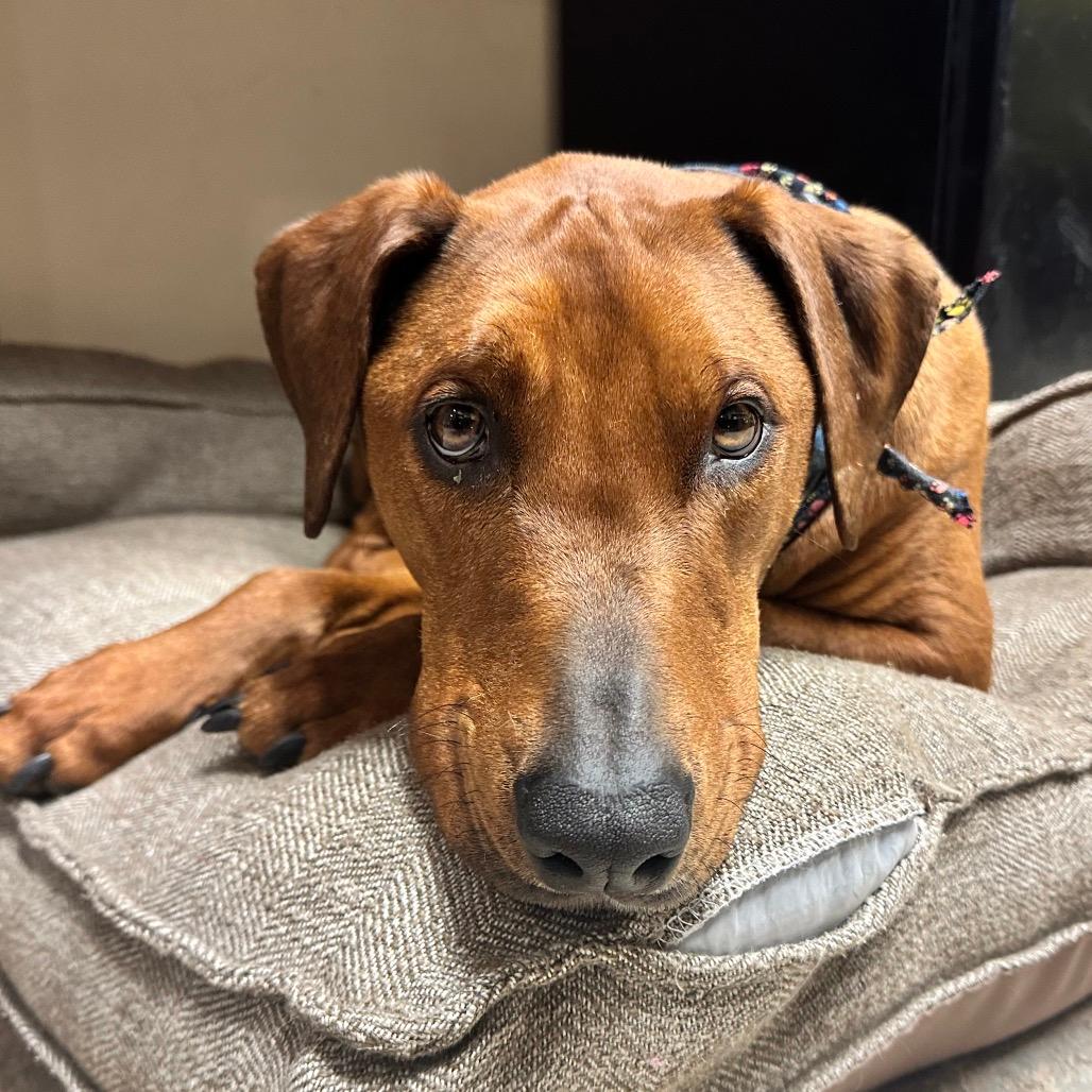 Beefcake "Beefy" McGee