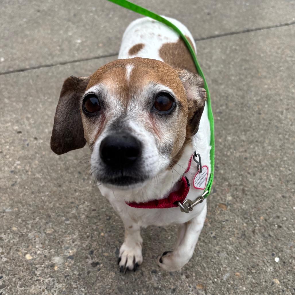 Bugsie-In foster-Fee Waived! Hero Needed