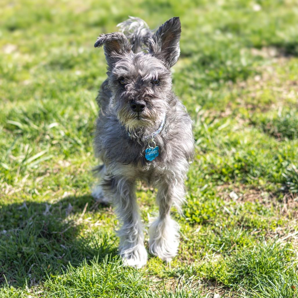 Pepper