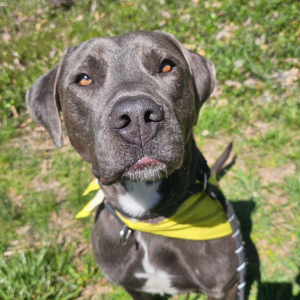 Floyd (Reduced Adoption Fee)