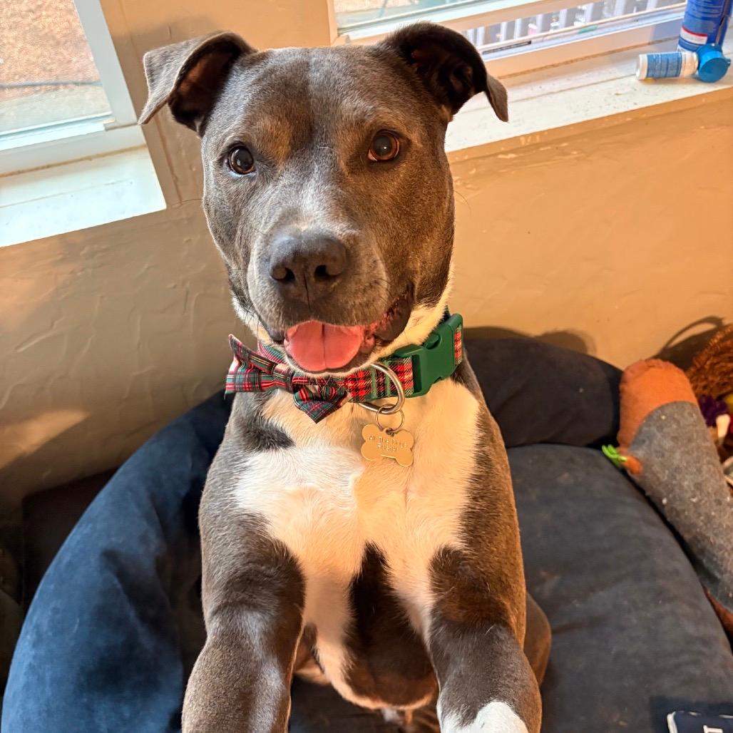 Tux (Adoption Fee SPONSORED!)