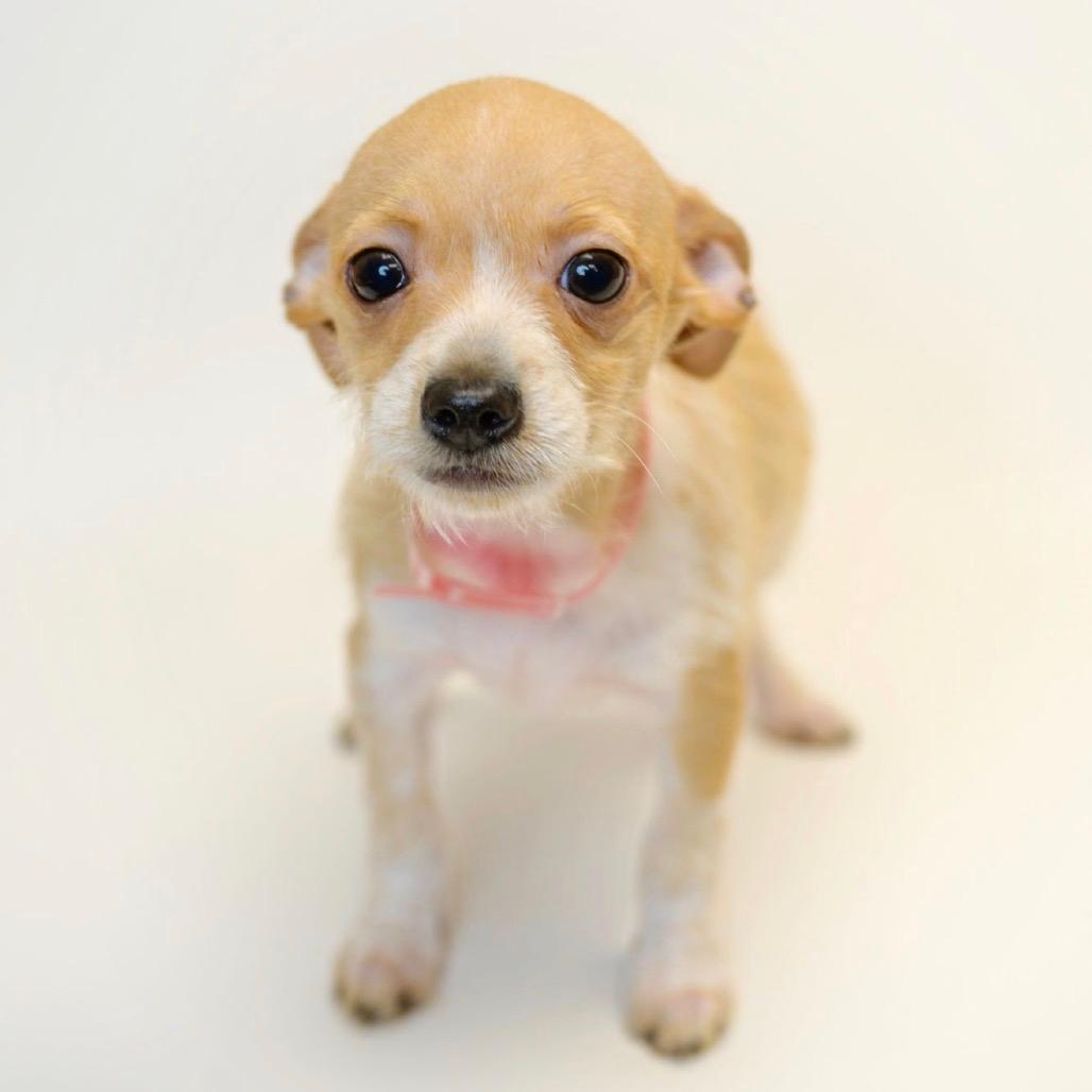 343 (2026) Huckleberry 