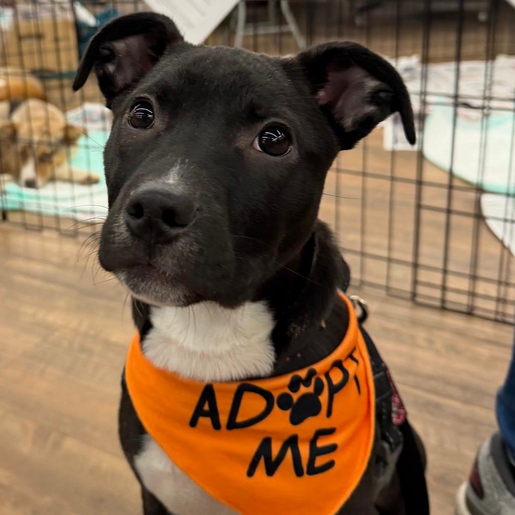 NY Duchess (Foster in Brewster NY)