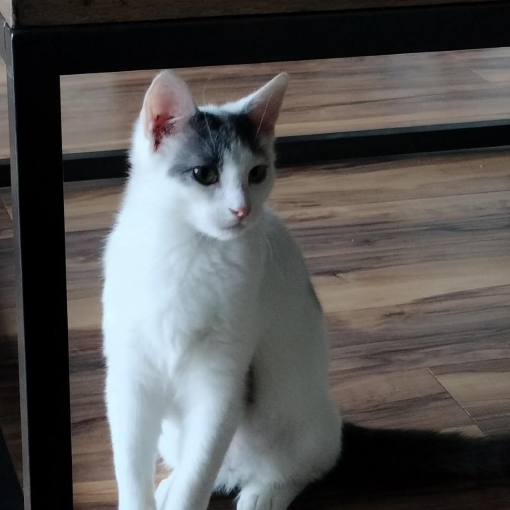 Antonio (Nelson Kitten)