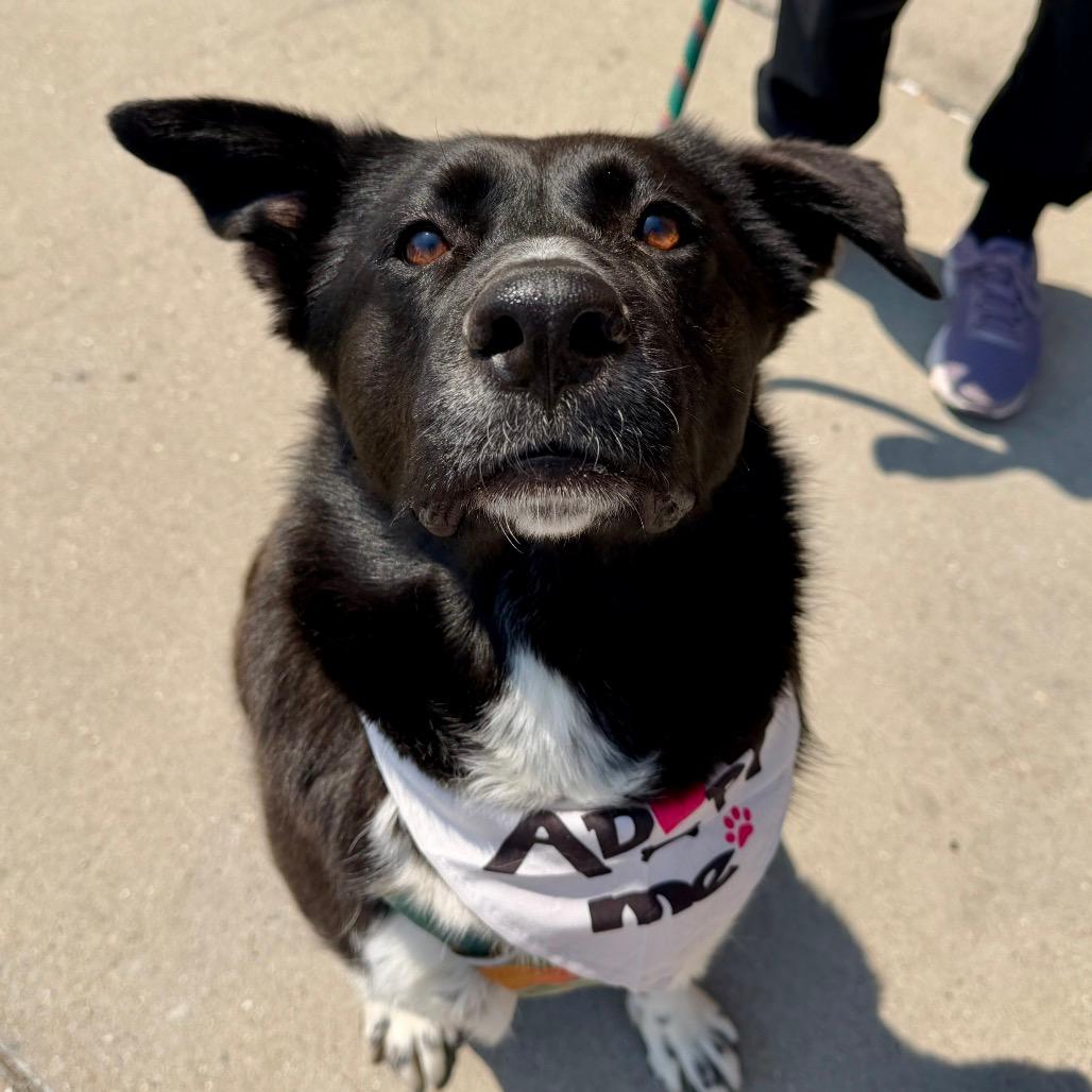 James- (Adoption Fee SPONSORED!)