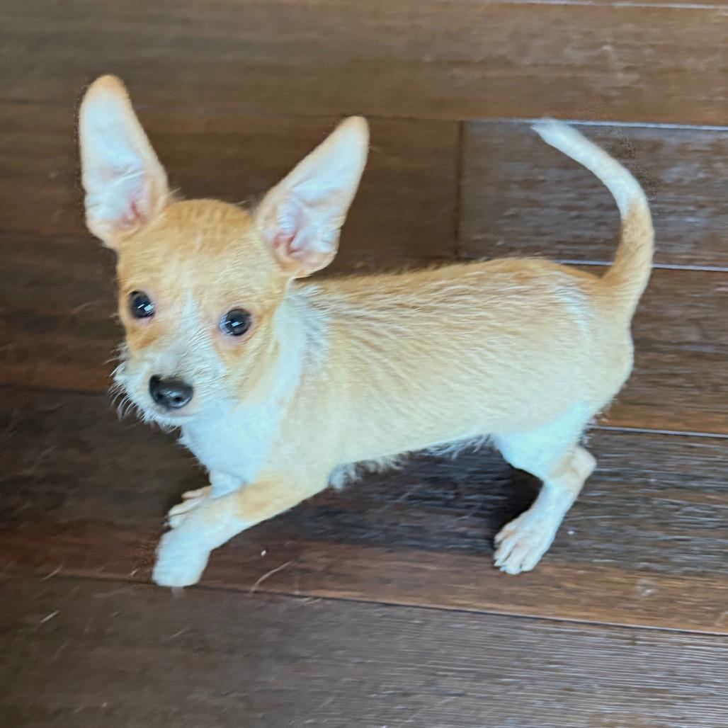 343 (2026) Huckleberry 