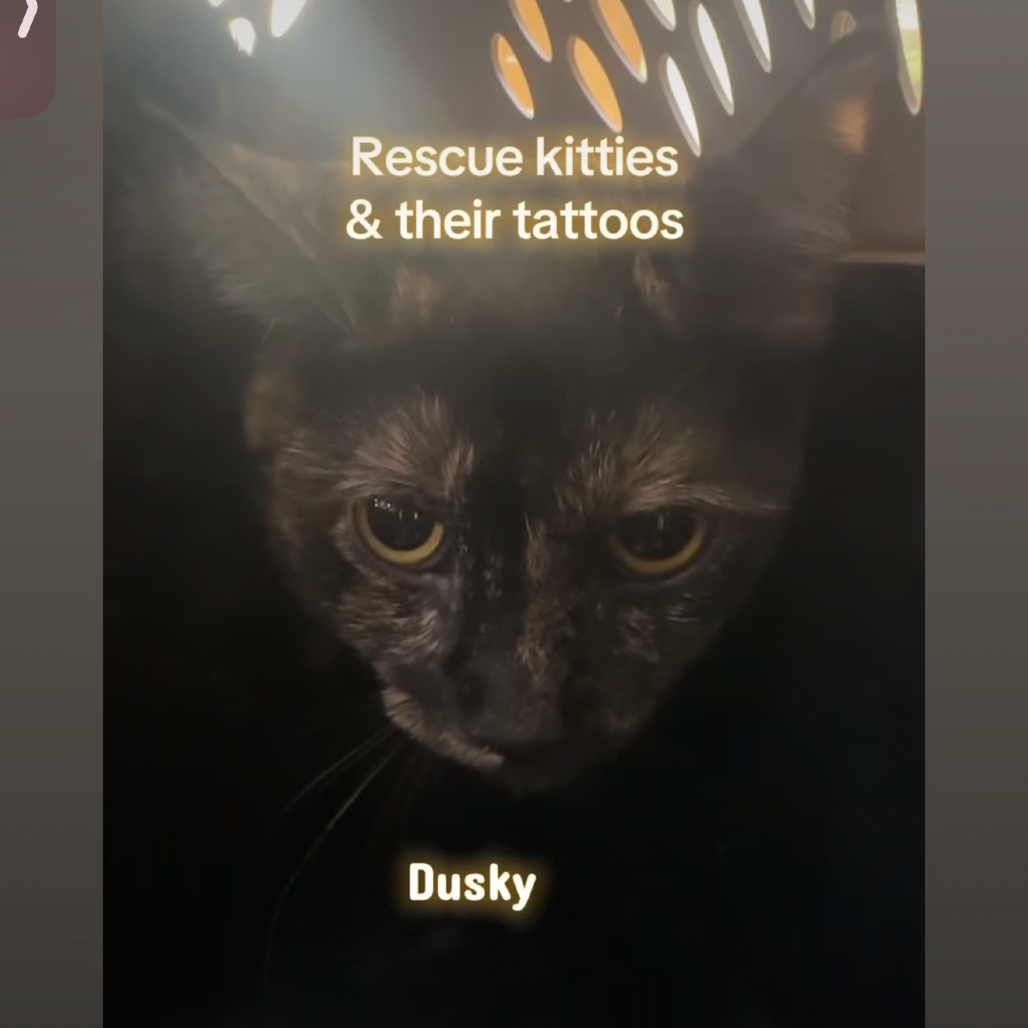 dusty