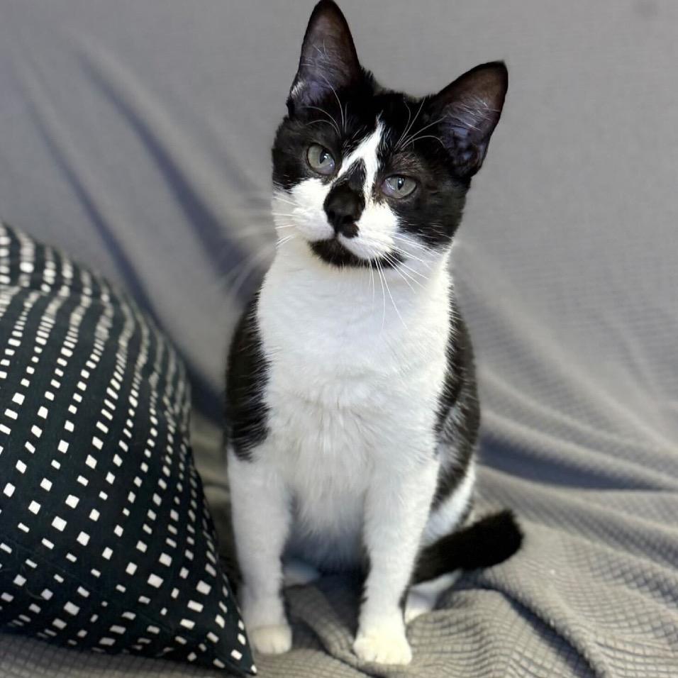 Domino 