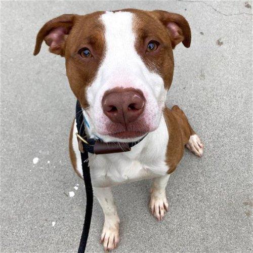 Adoptable Dogs & Puppies in San Clemente, CA