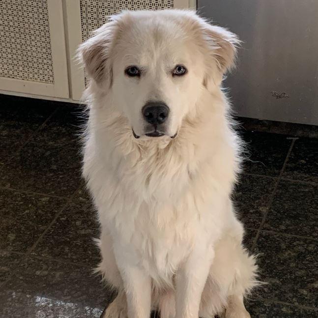 Atlas aka Seraph (nicknamed Snoopy)