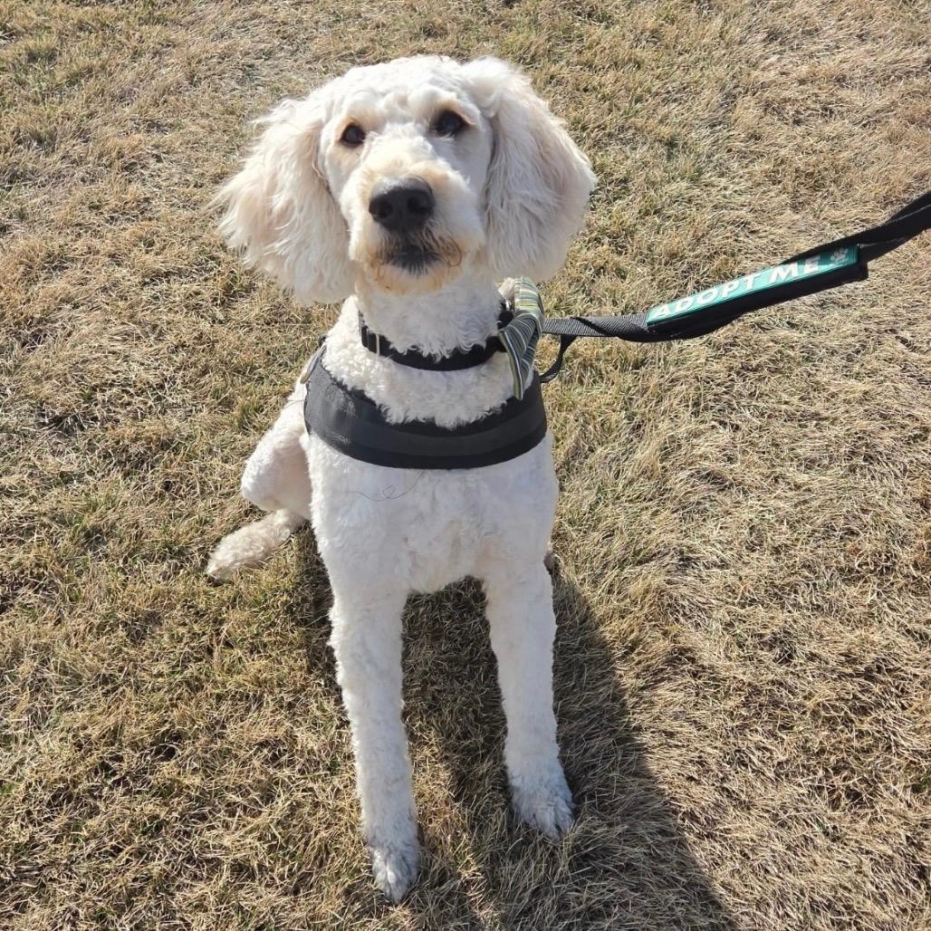 Falkor (the Luck Dragon)