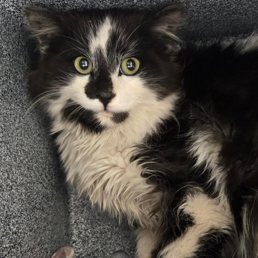 STRAY KITTEN "Simon"