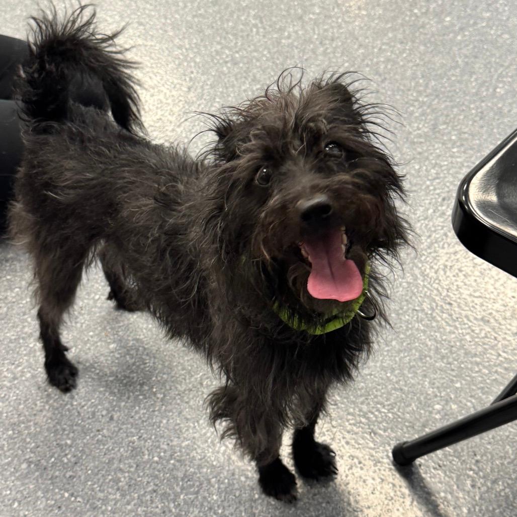 Boone - In Foster to Adopt