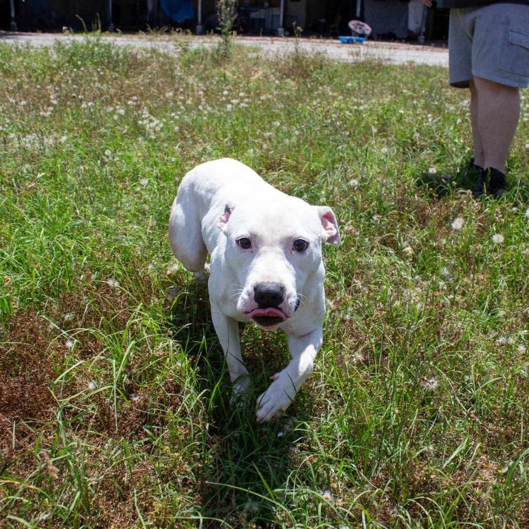 Sir Bryan Fry Chestnut