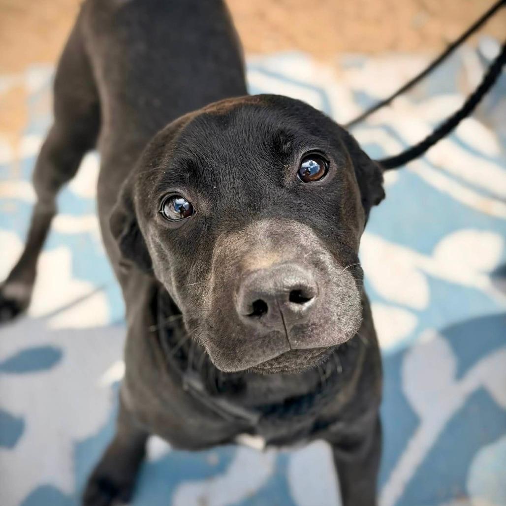 CT Odis (Fostered in Glastonbury, CT)