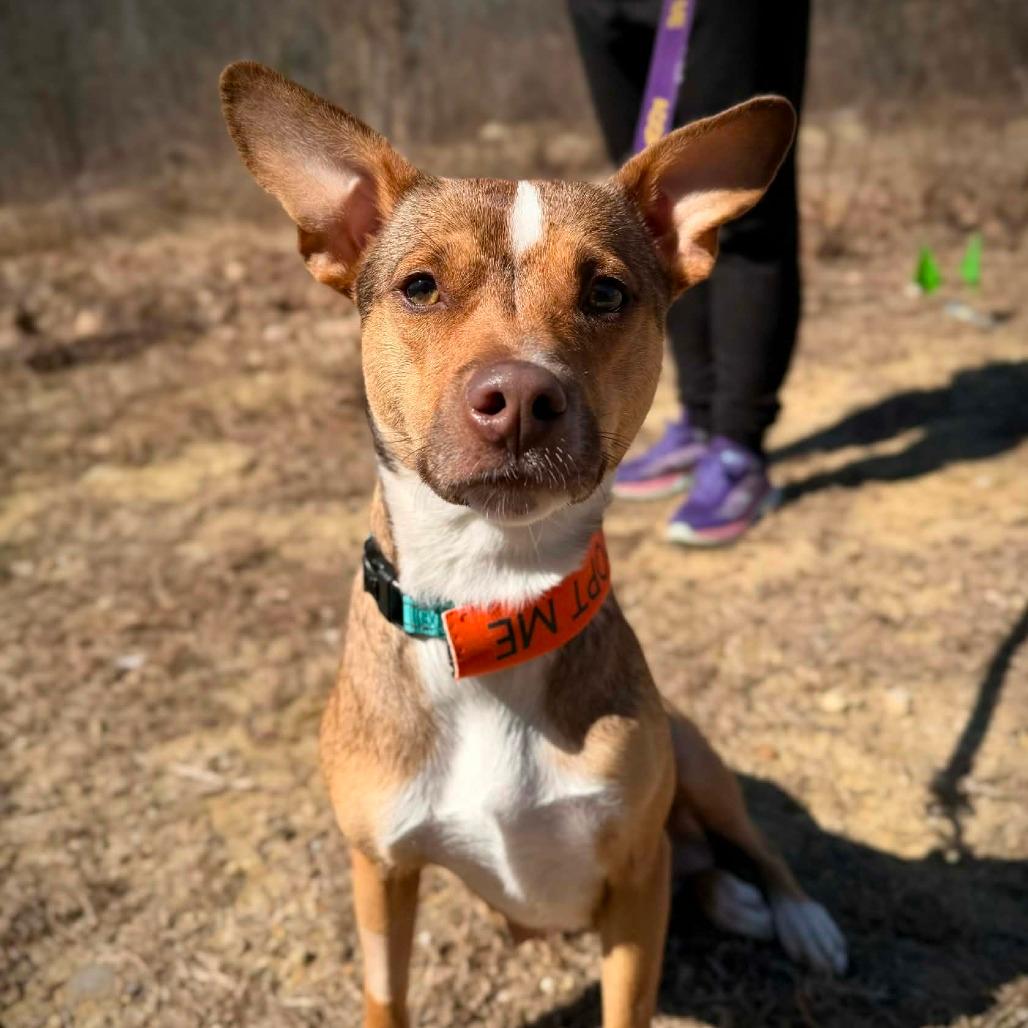 CT Ruby in (Fostered in Pawcatuck)