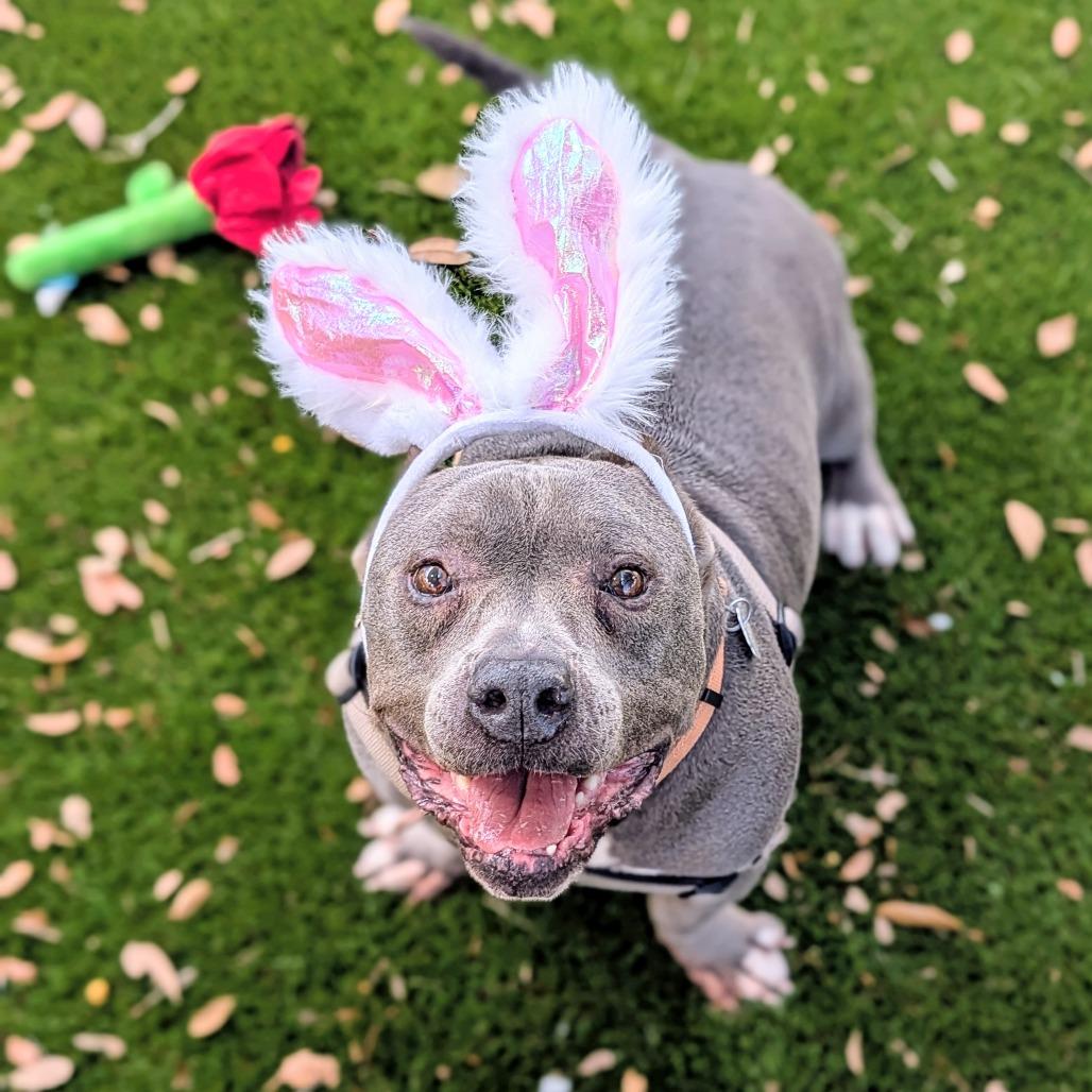 Mr. Potato HW+ 25-3484