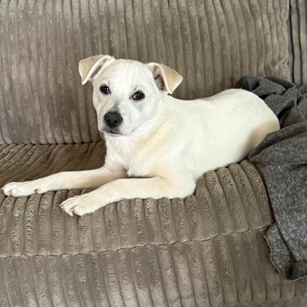 NY Perry (Foster in Yorktown Heights NY)