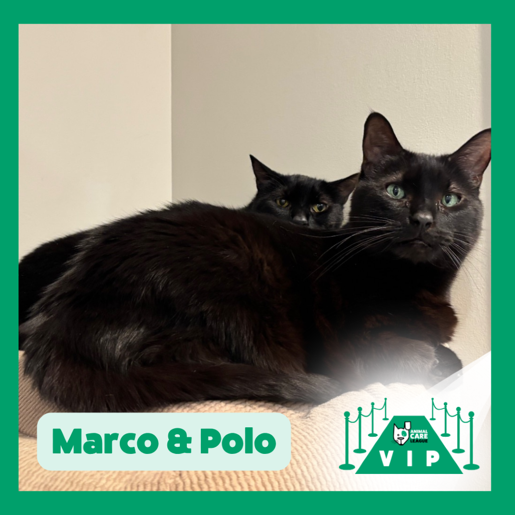 Marco and Polo - We're a bonded pair!