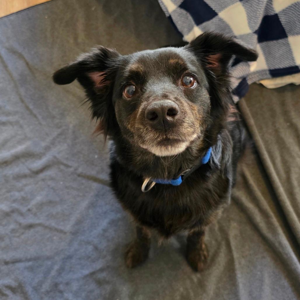 Moxie (Brindlesnoot Fuzzypants)