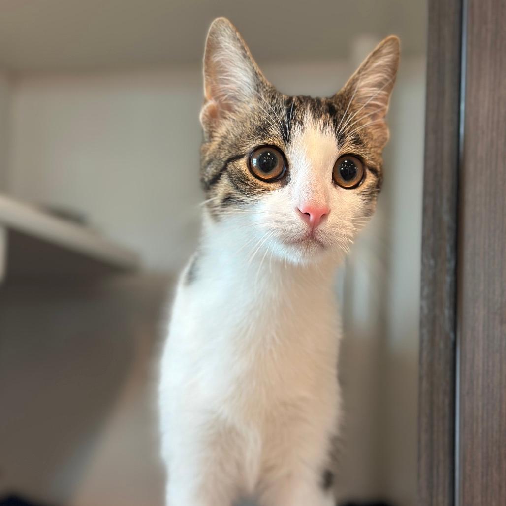 Thomas the Tank Engine