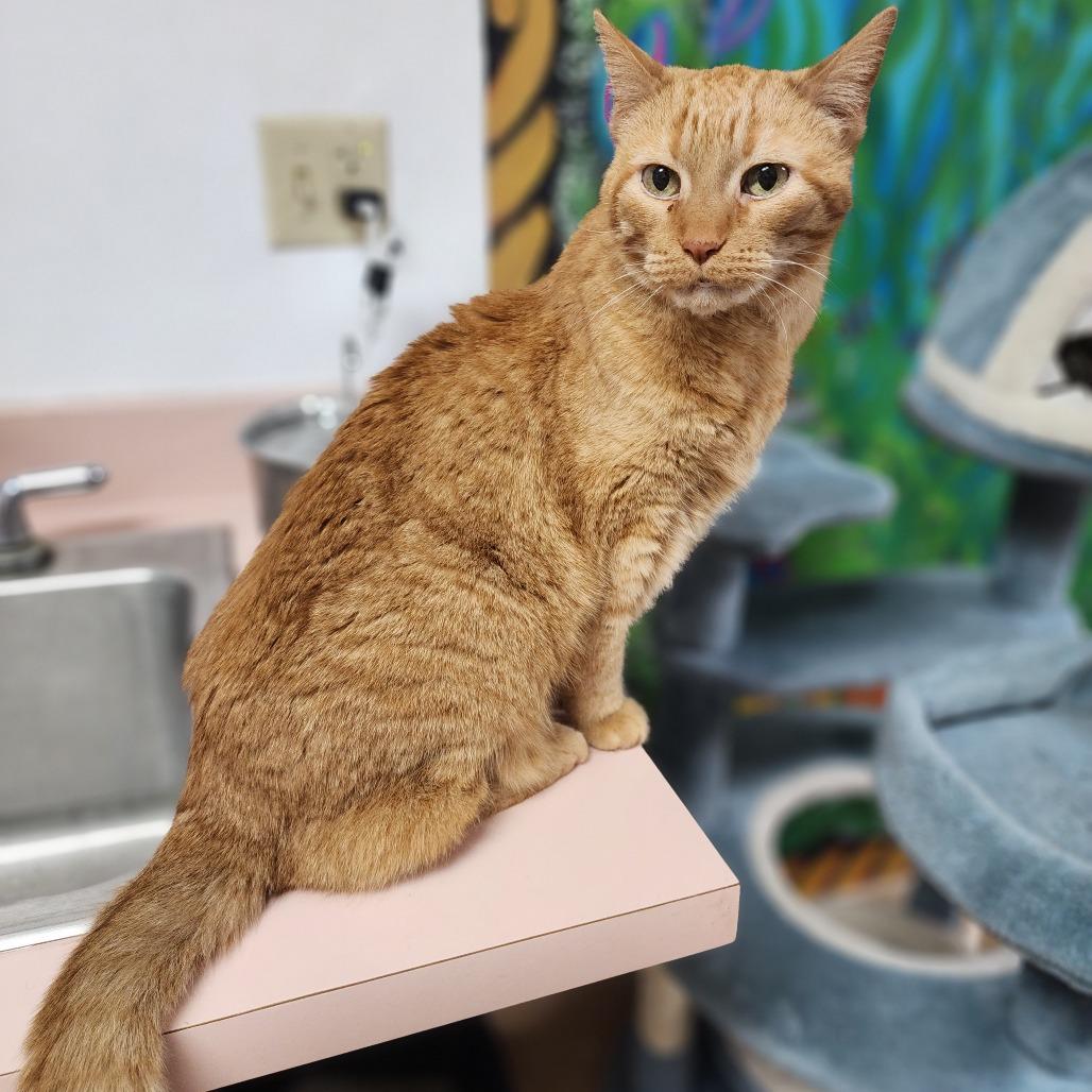 Dave the Magical Cheese Wizard