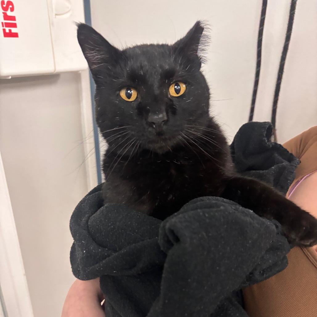 Wall-E - Petsmart Belleville