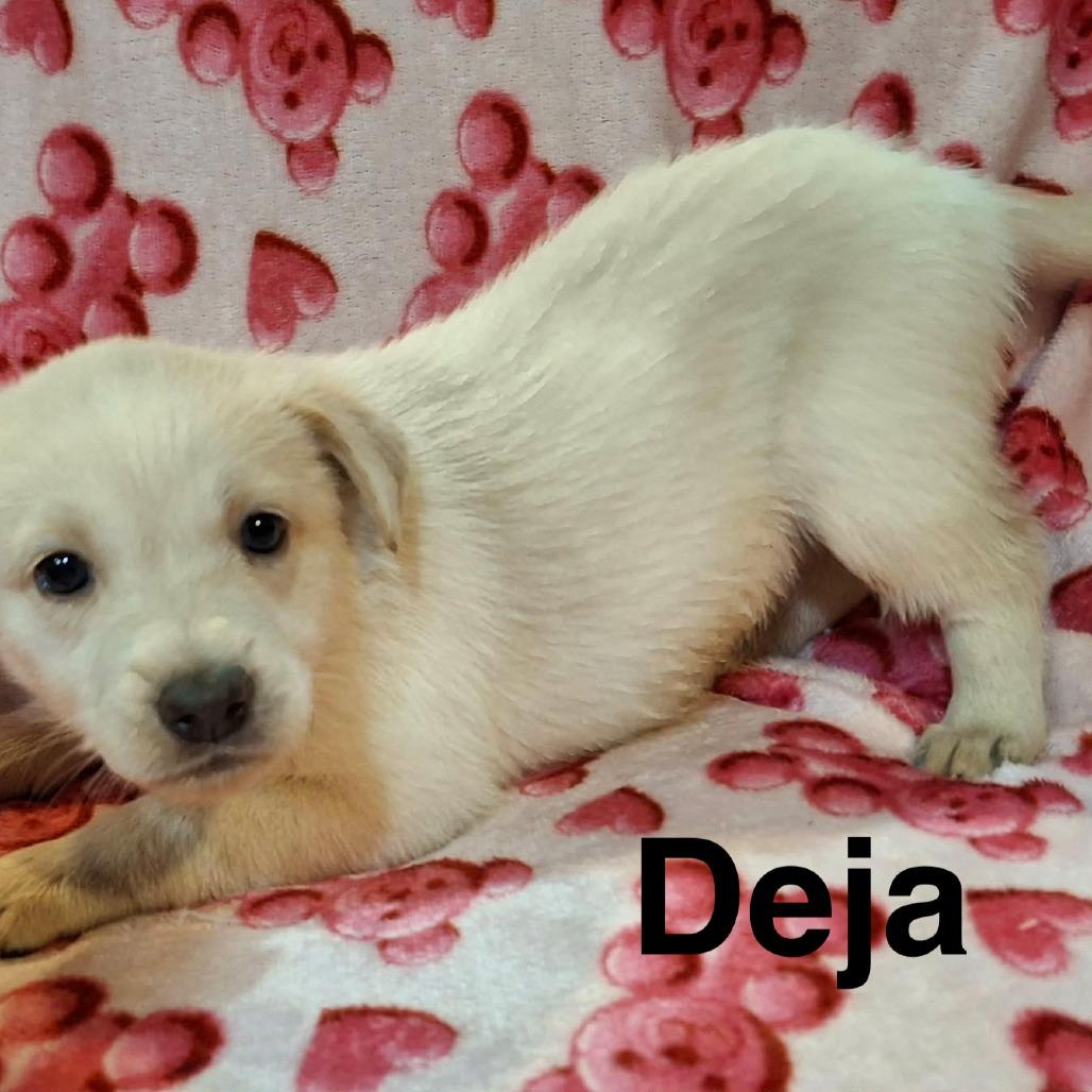 Deja