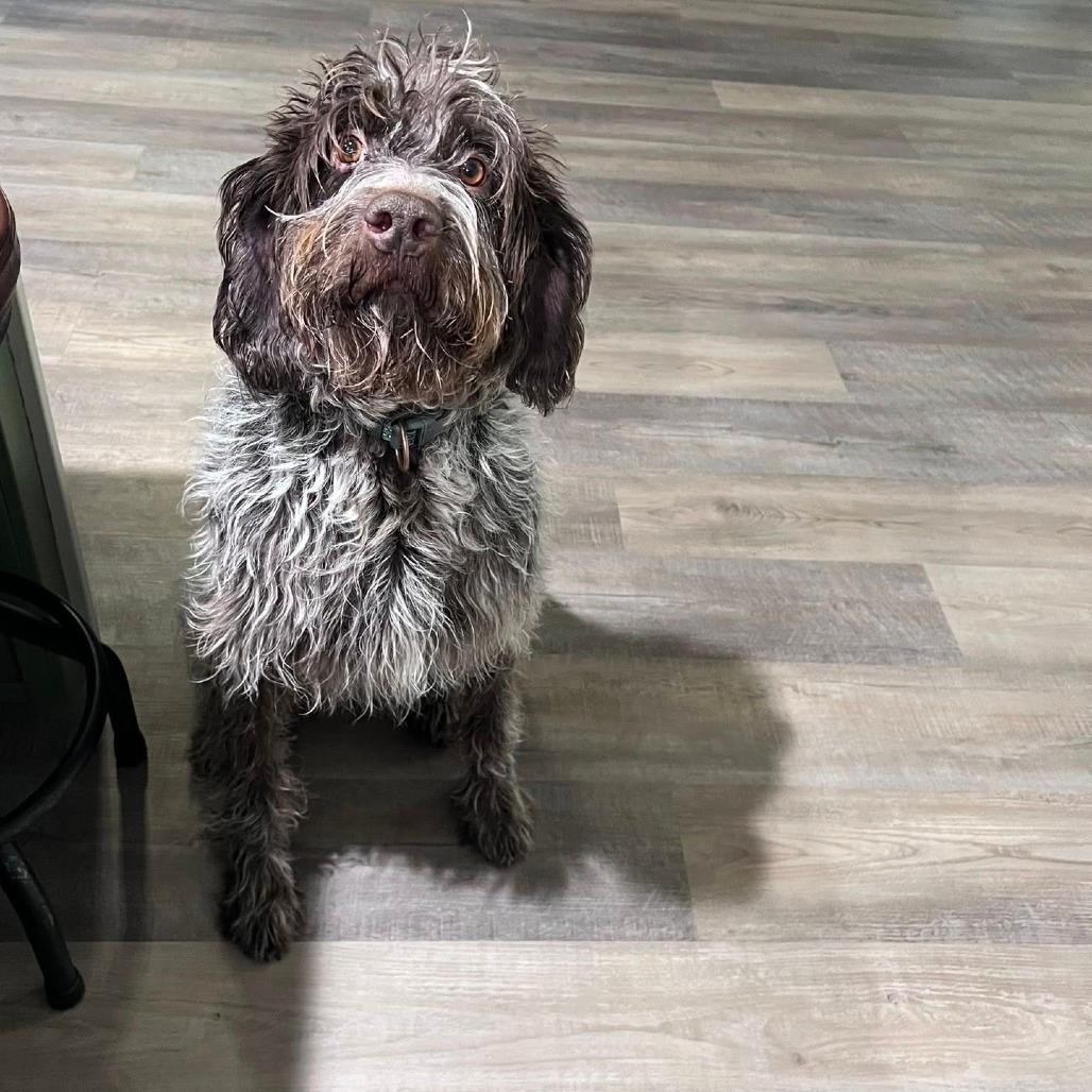 Duchess (Spicer, MN)