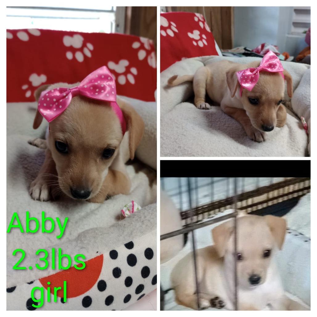 Abby