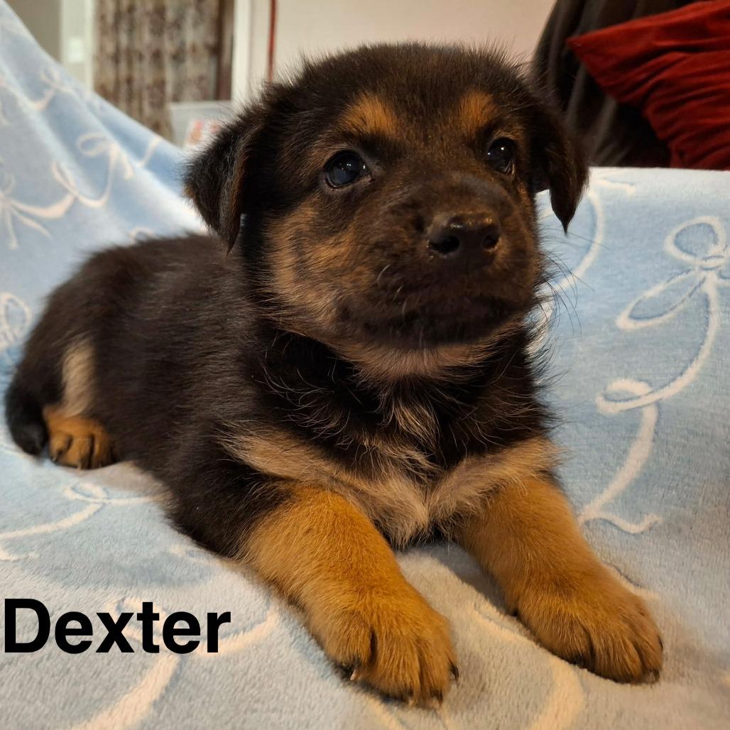 Dexter