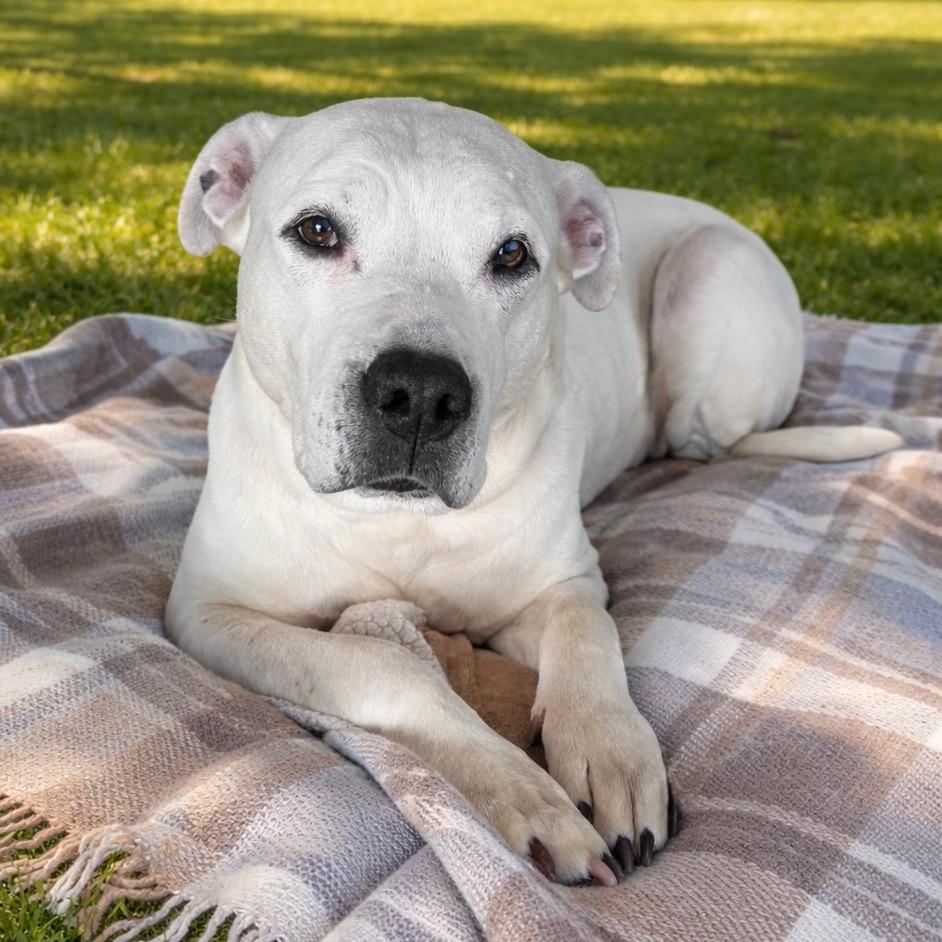 Polar - In Foster Care