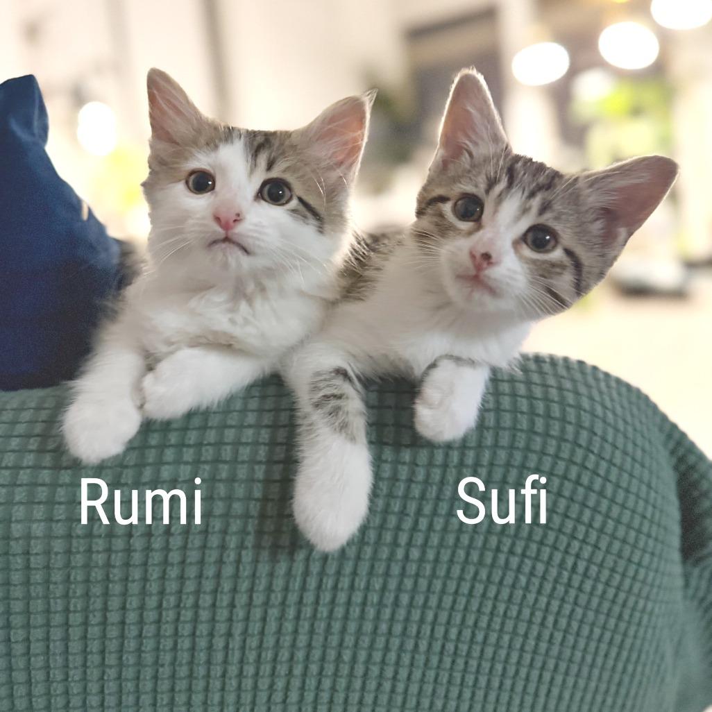 Sufi