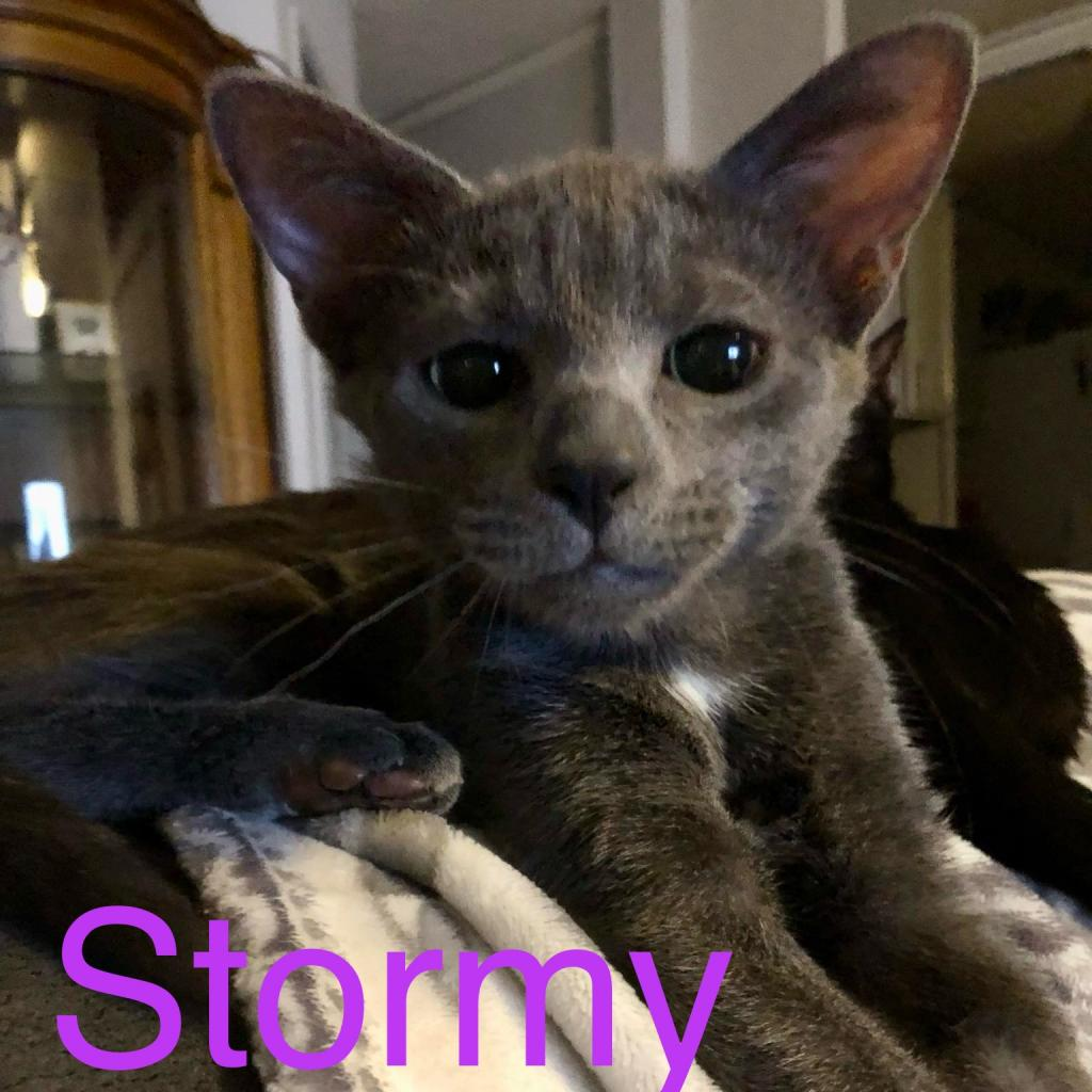 Stormy-Shana/Lorrie