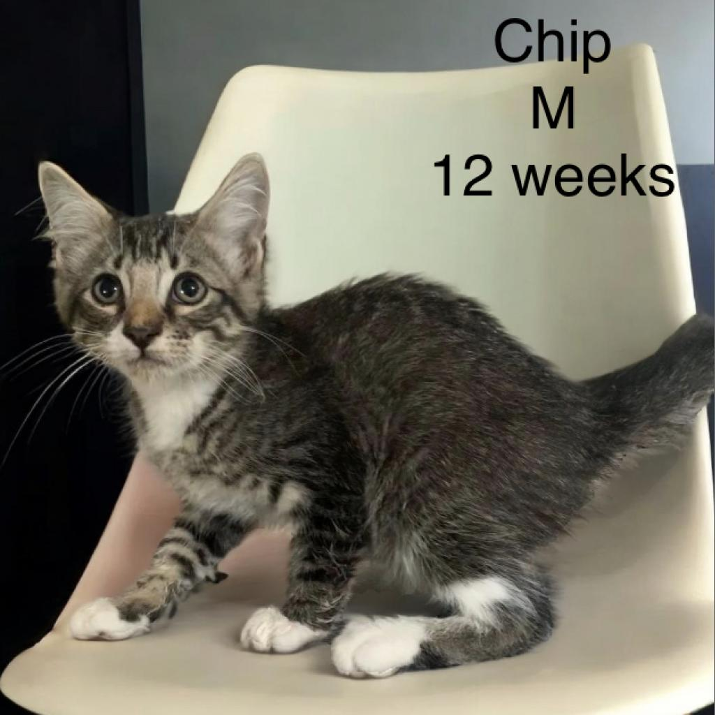 Chip-Sarah