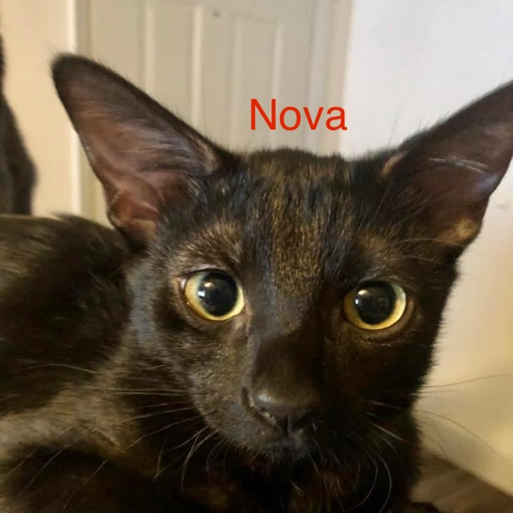 Super Nova-Shana/Lorrie