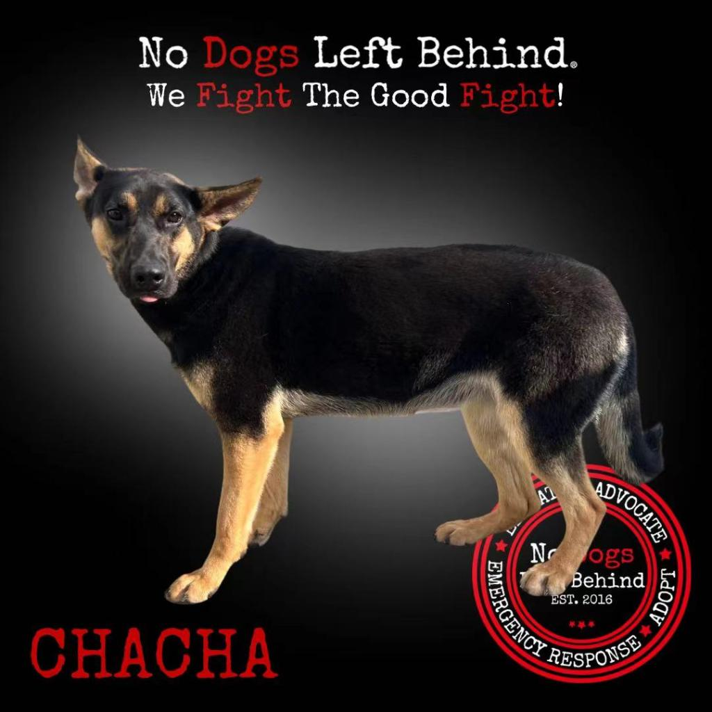 Chacha 9399