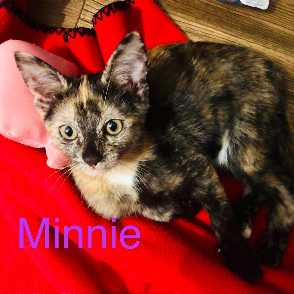 Minnie-Shana/Lorrie
